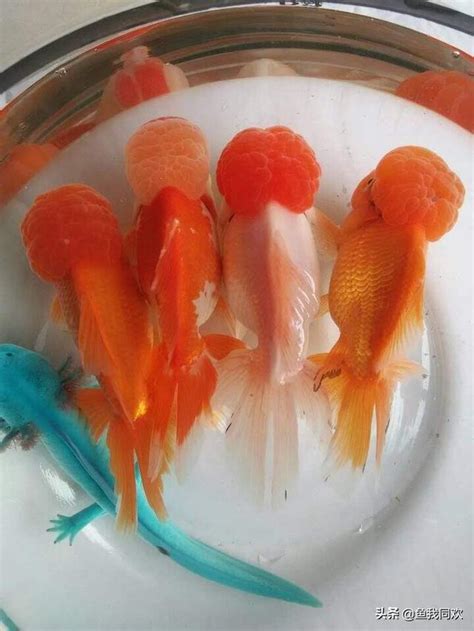 養金魚的數量|養魚：養金魚的數量不同，代表風水也不同！